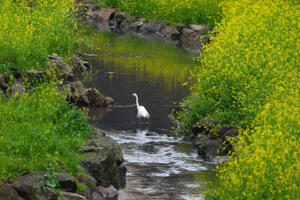 春の川