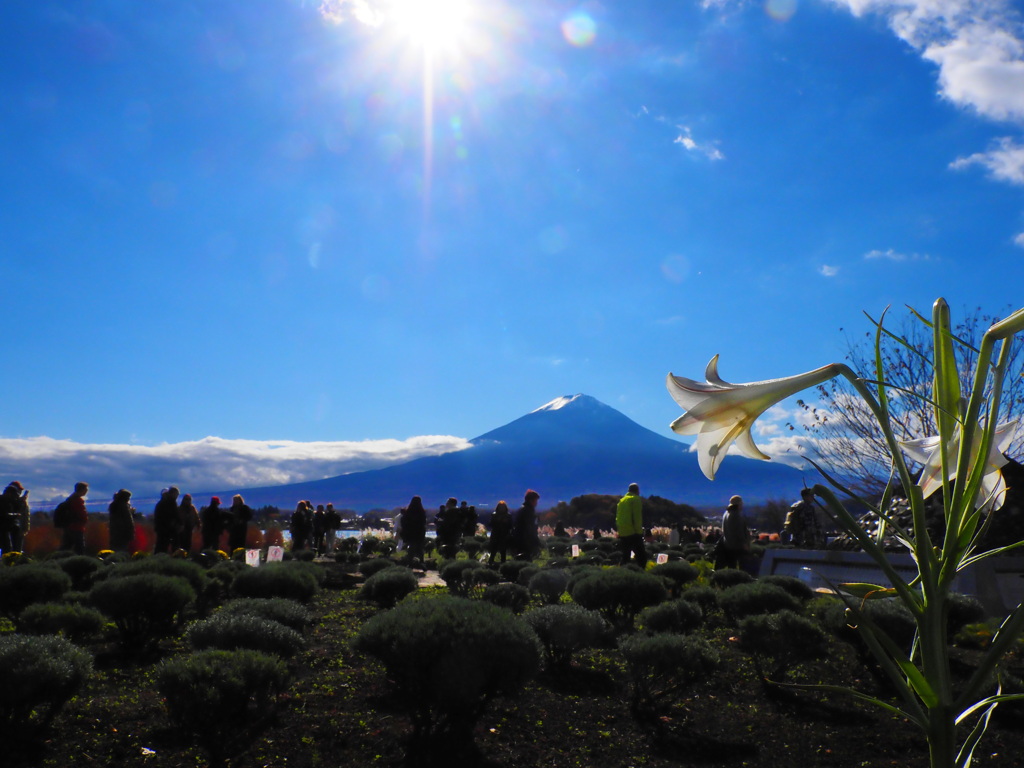 寒空の下ユリも咲く