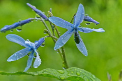 雨に咲くチョウジソウ