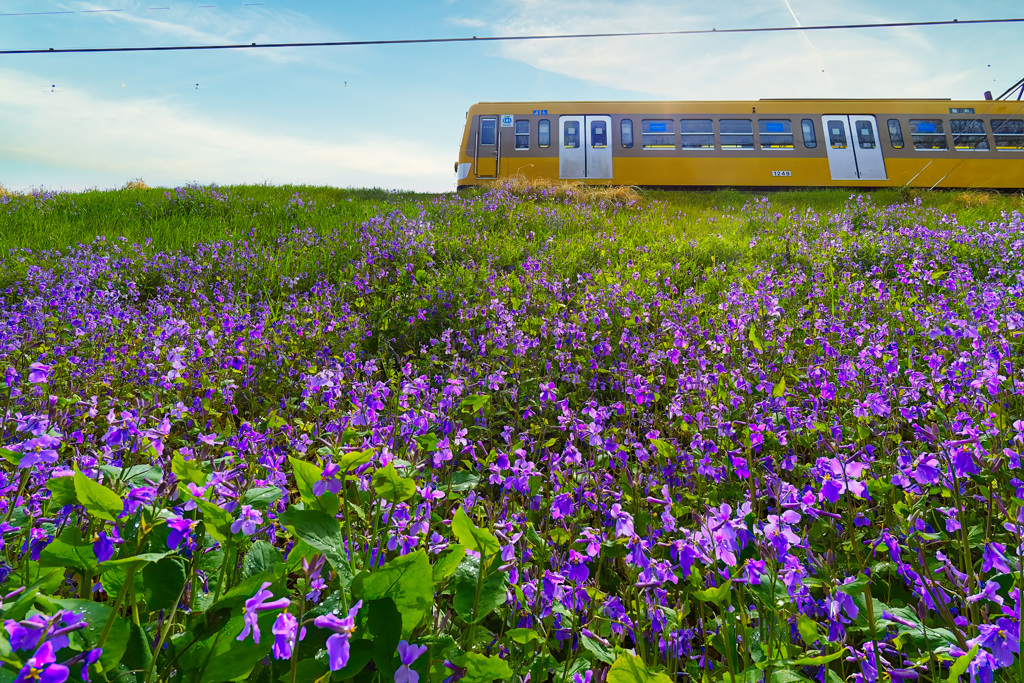 朝風を受けながら走る