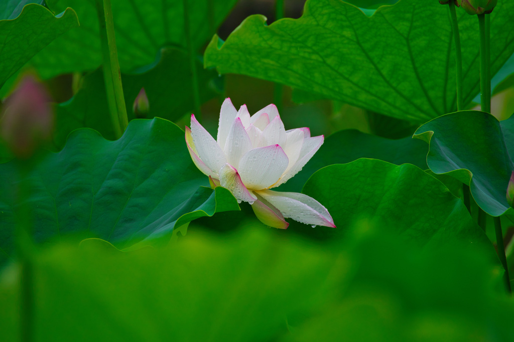 雨の蓮池にて