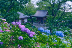 あじさいが咲き誇る