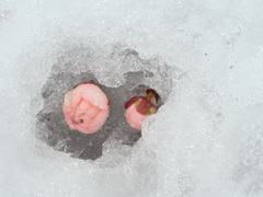 雪と落花