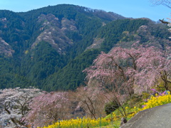 春の里山を歩く