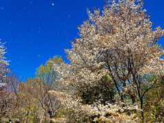 青空に舞う花びら