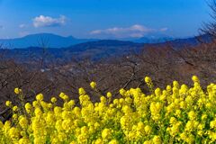 菜の花と富士