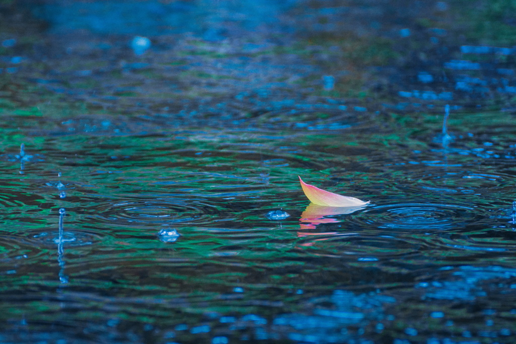 雨の蓮池