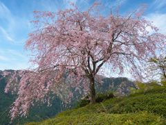まさに桜色