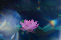 蓮池幻想