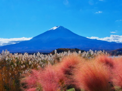名残のコキアと富士山