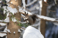 雪のエゾリス