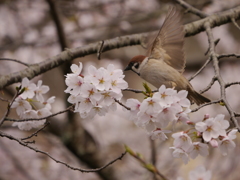 桜と雀Ⅰ