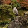 空飛ぶ参拝客
