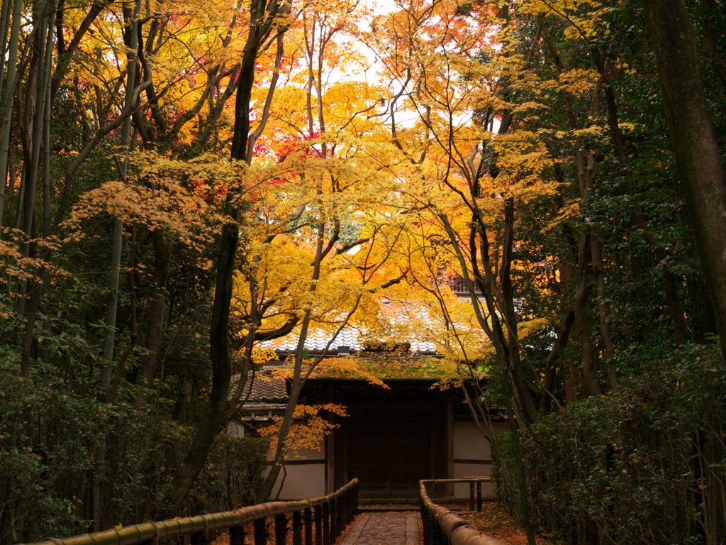 再びの高桐院