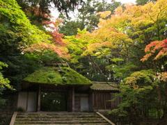 苔生す山門