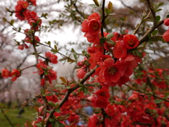 京都府立植物園Ⅰ