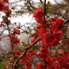 京都府立植物園Ⅰ
