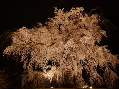 枝垂夜桜