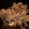 枝垂夜桜