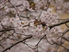 桜と雀II