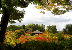 紅葉に沈む