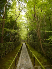 緑の谷