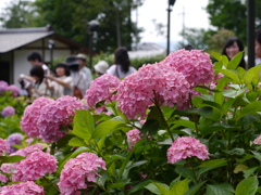 三室戸寺(赤)