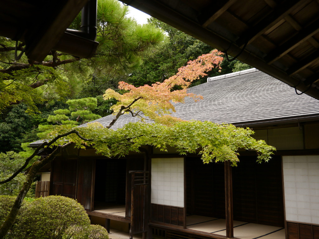 夏の紅葉