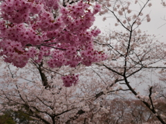 京都府立植物園II