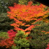 燃える