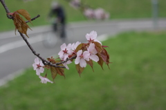 花と自転車