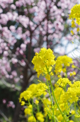 梅を背景に菜の花