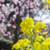 梅を背景に菜の花