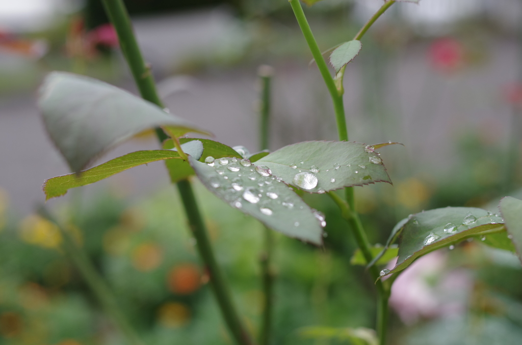 雷雨のあと