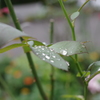 雷雨のあと
