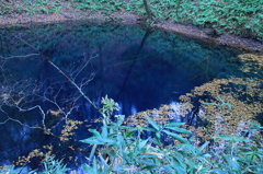 白神山地　青湖