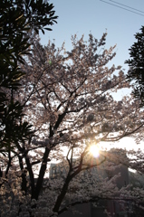 朝日にすける桜