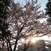 朝日にすける桜