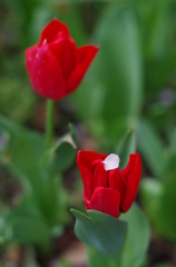 チューリップと桜の花びら