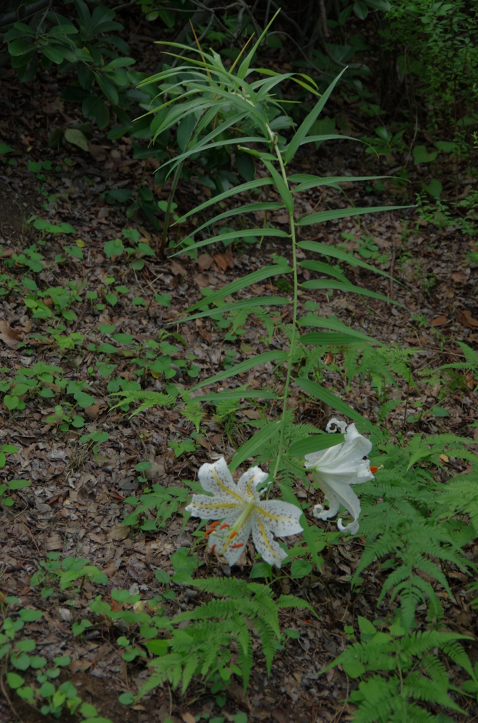 IMGP0182