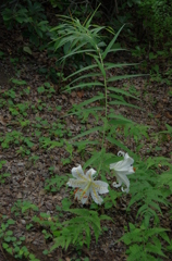 IMGP0182