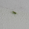 壁に住むこおろぎ
