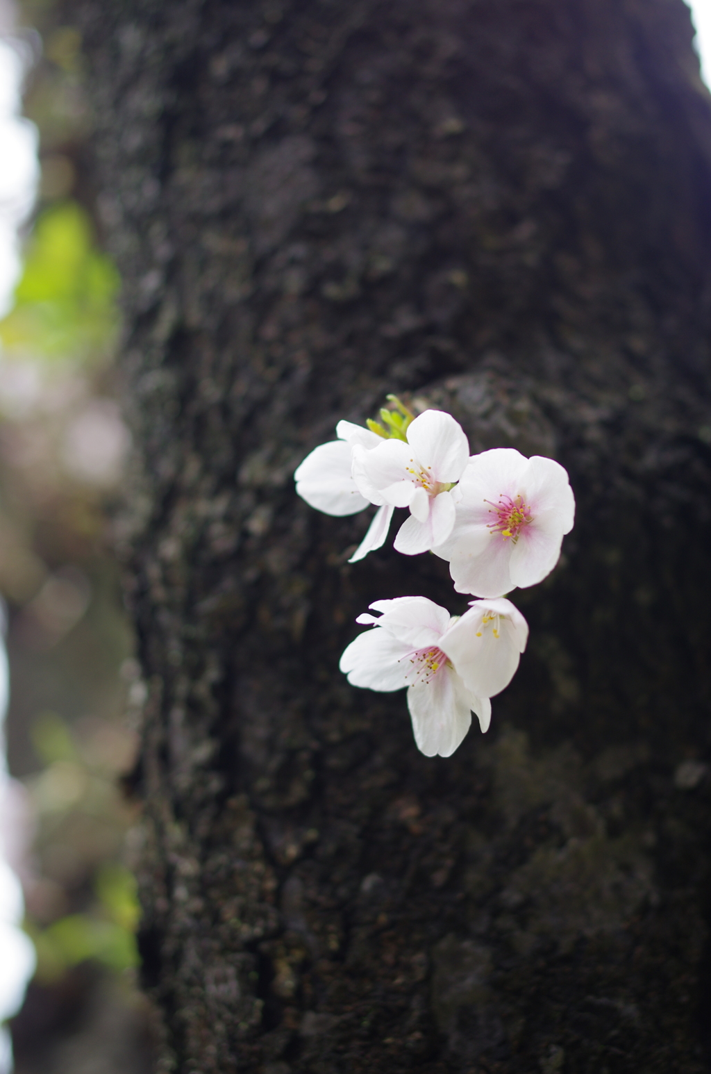 幹から生える桜
