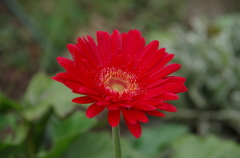 赤い花