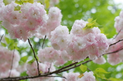 可憐な色の八重桜