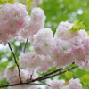 可憐な色の八重桜