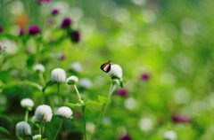 たまたま蝶がやってきた