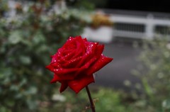 梅雨のバラ