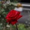 梅雨のバラ