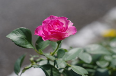 花瓶に入っているみたいですね